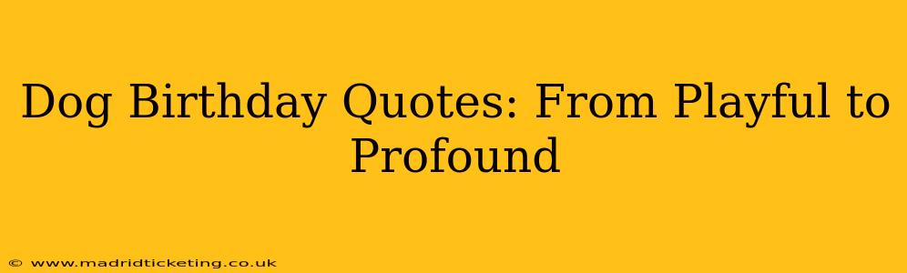 Dog Birthday Quotes: From Playful to Profound