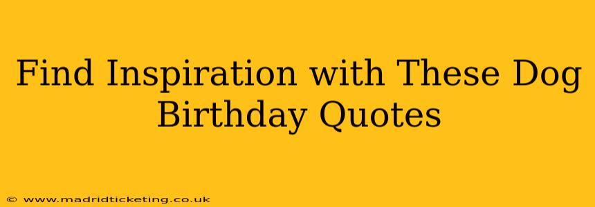 Find Inspiration with These Dog Birthday Quotes
