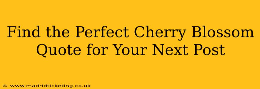 Find the Perfect Cherry Blossom Quote for Your Next Post