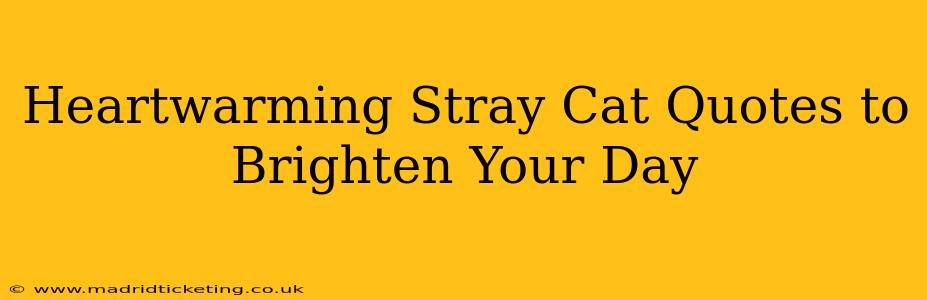 Heartwarming Stray Cat Quotes to Brighten Your Day