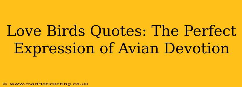 Love Birds Quotes: The Perfect Expression of Avian Devotion