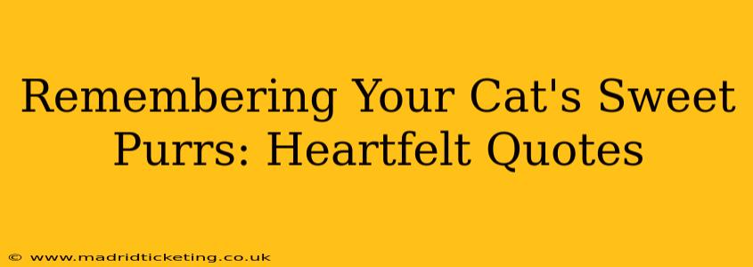 Remembering Your Cat's Sweet Purrs: Heartfelt Quotes