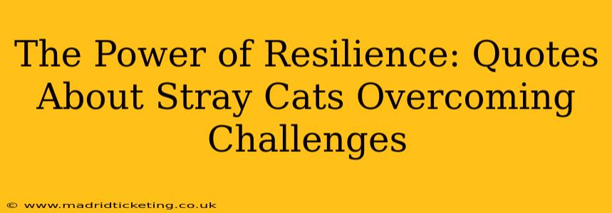 The Power of Resilience: Quotes About Stray Cats Overcoming Challenges