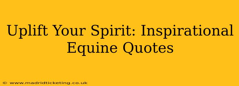 Uplift Your Spirit: Inspirational Equine Quotes